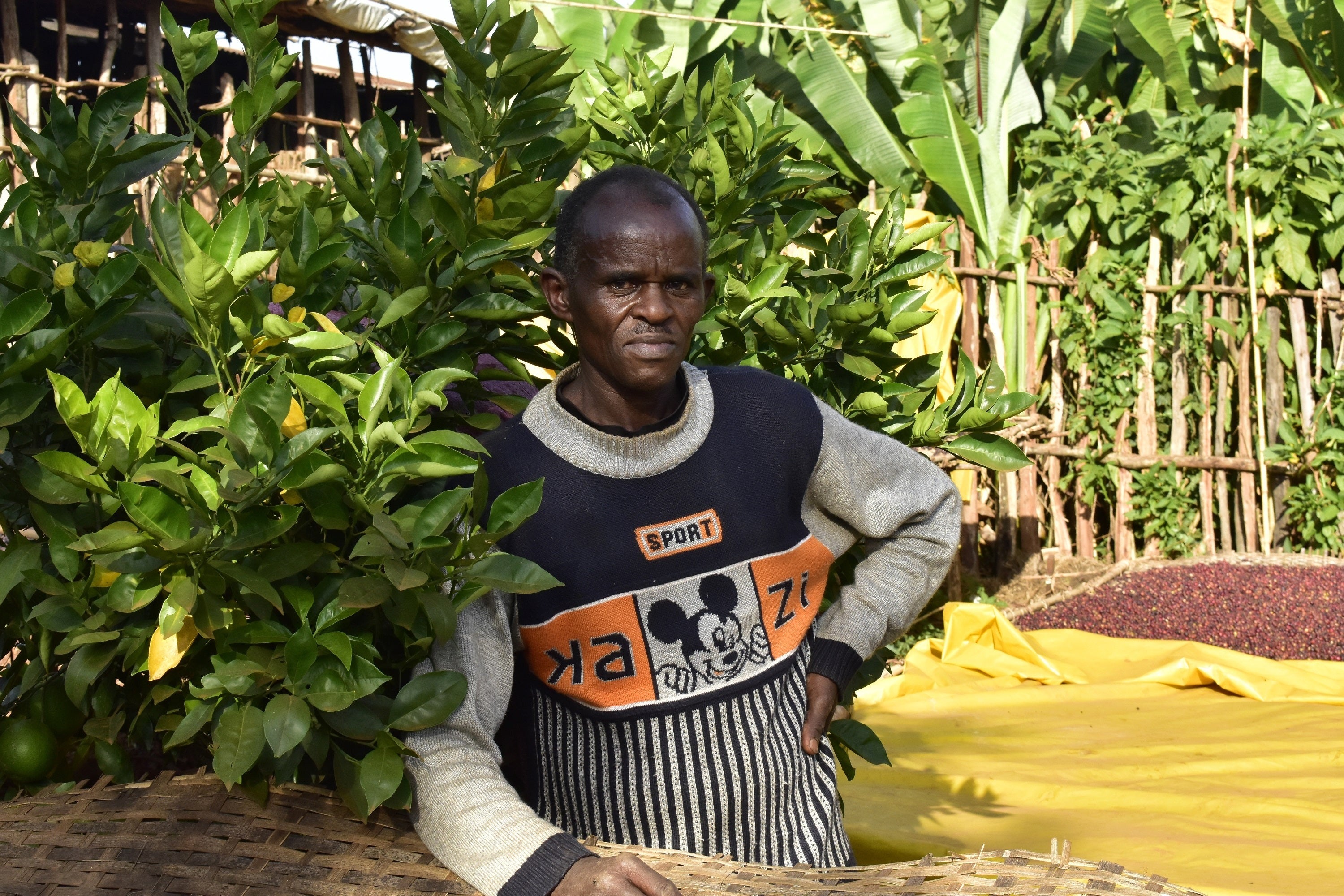 Ethiopia Atara Gedecho Natural