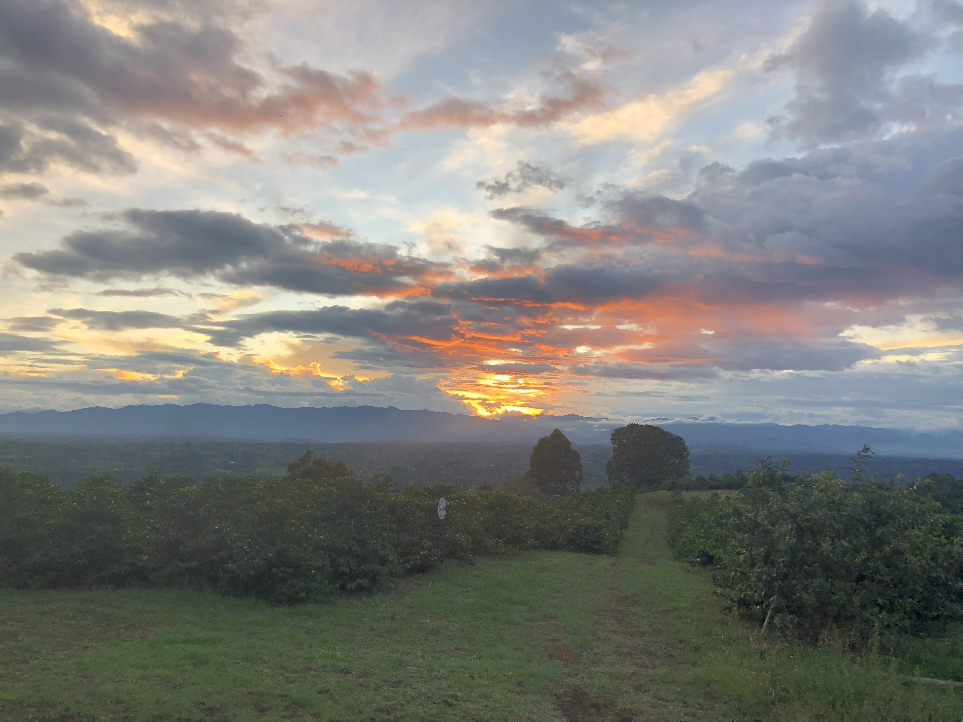 Colombia Wilton Benitez Red Bourbon Washed