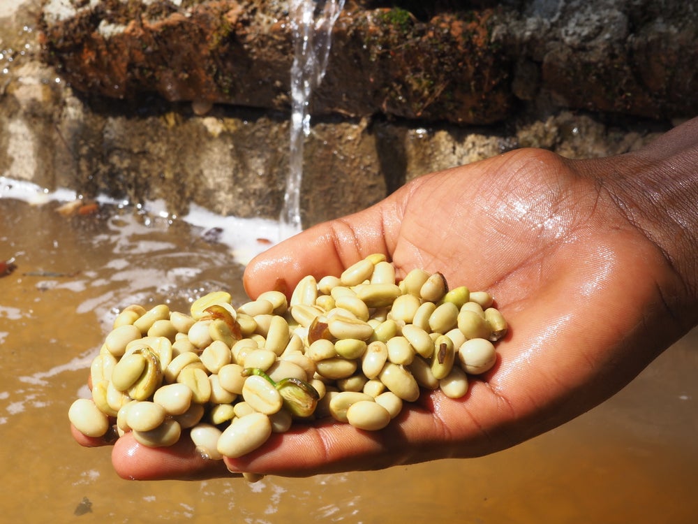 Ethiopian Coffees Arriving Soon!