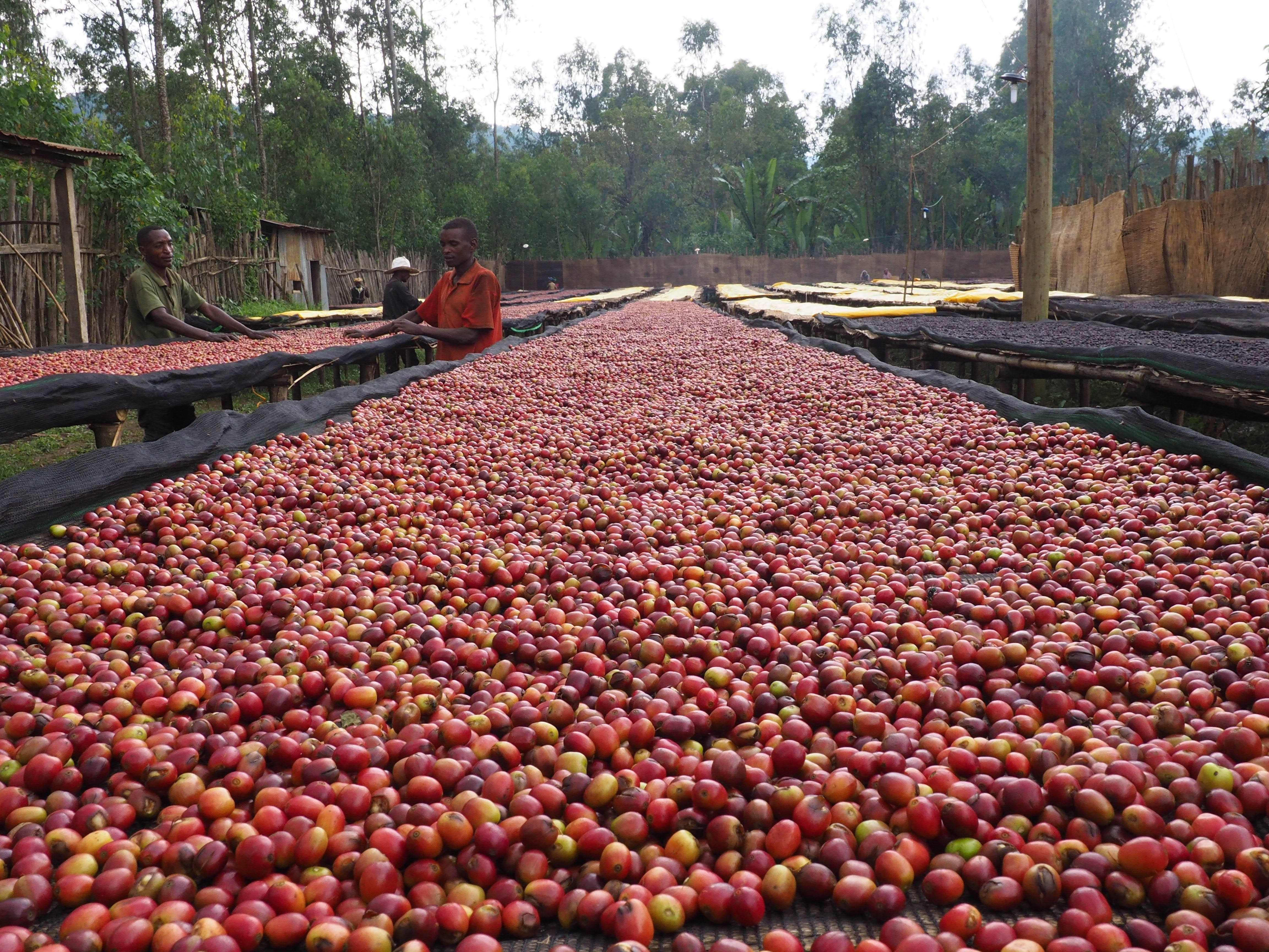 Ethiopia Ayele Begashaw Natural