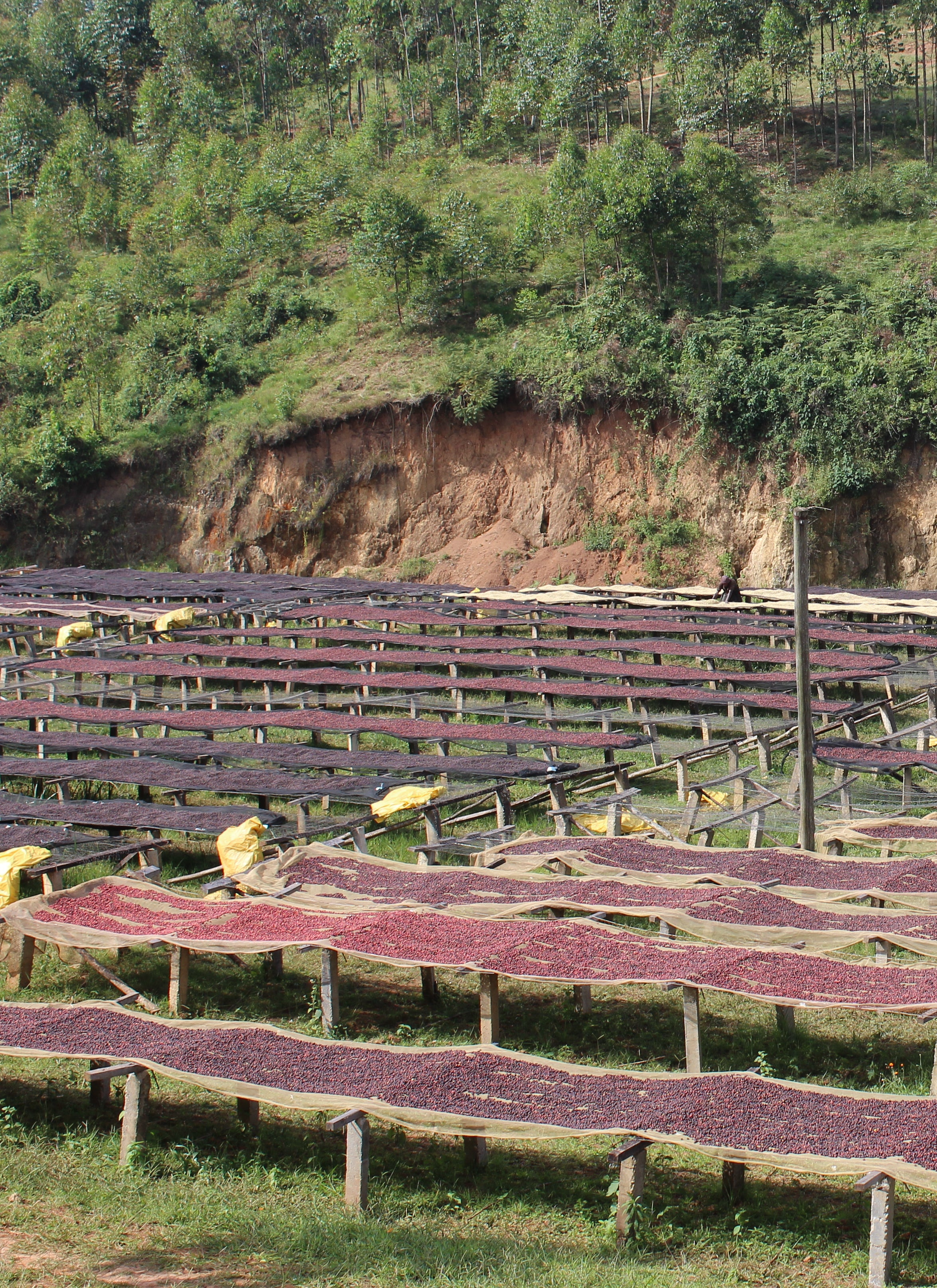 Burundi Nemba Oro Yeast Natural