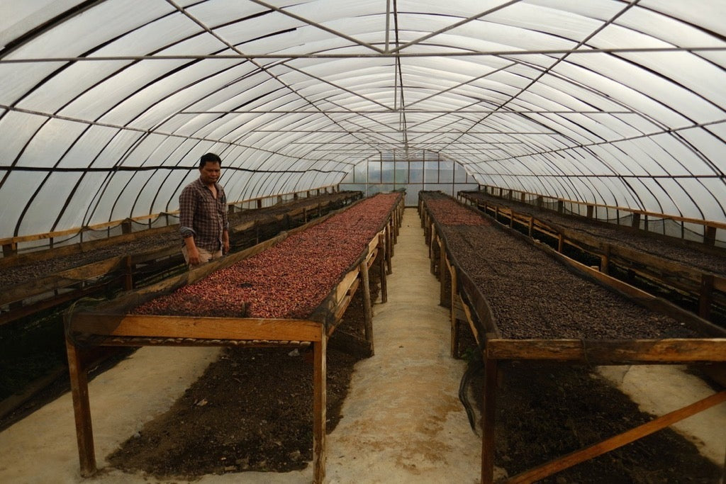 Indonesia Ribang Gayo Natural