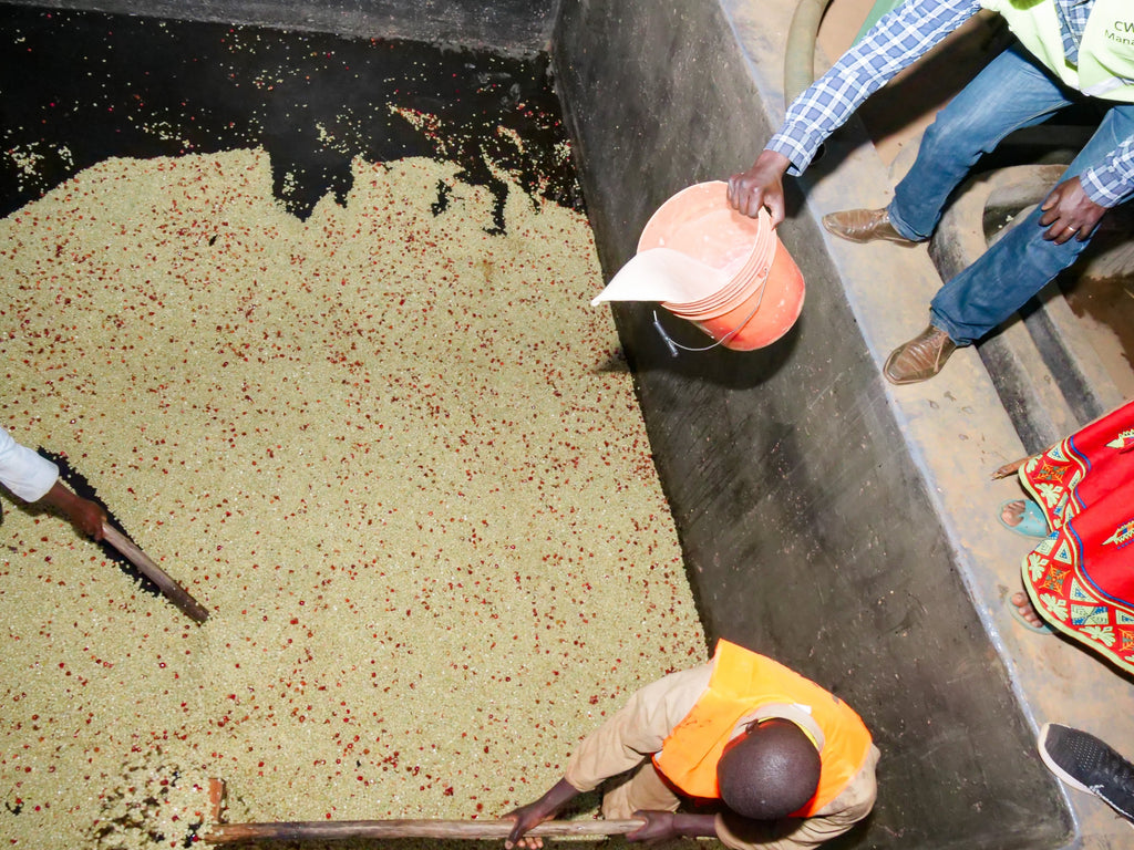 Burundi Butegana Cima Yeast Natural - Filter packshot