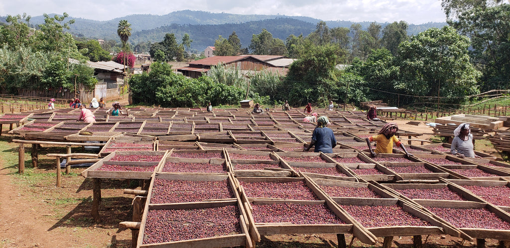 Ethiopia Banko Gotiti Natural FILTER