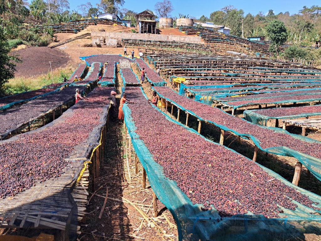 Ethiopia Gargari Gutity Natural Filter