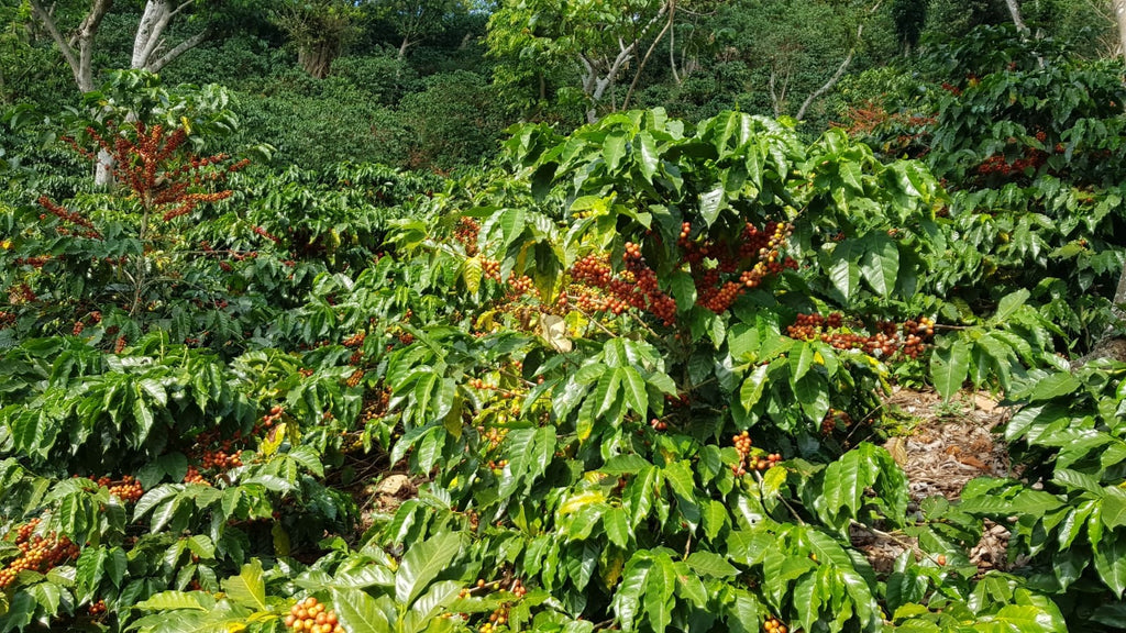 El Salvador Manzanal Espresso