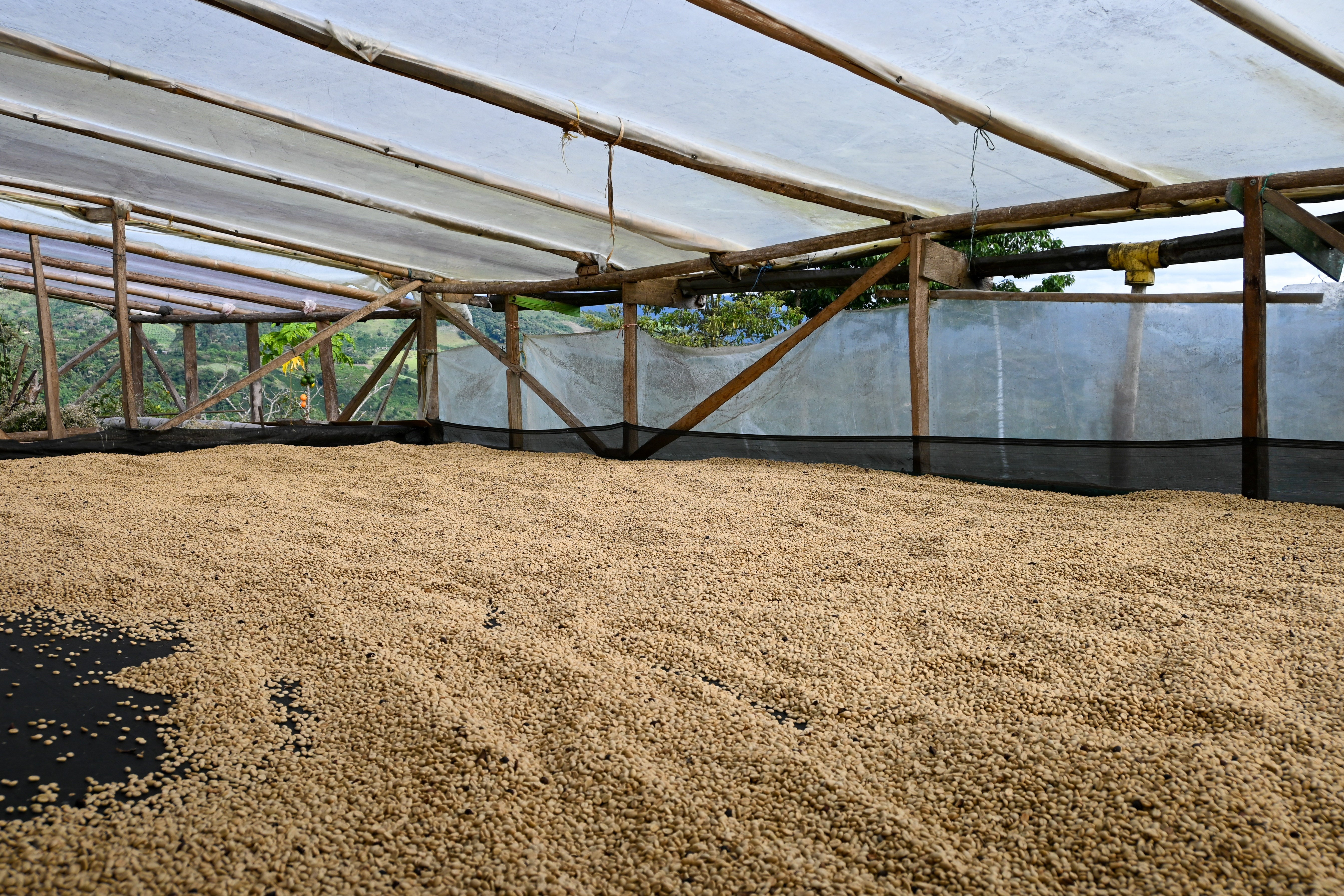 Colombia Decaf de Caña