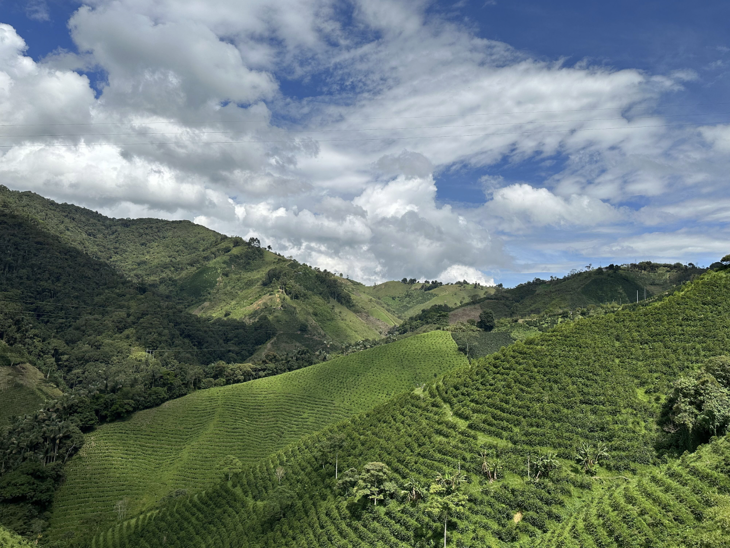 Colombia Las Moras Natural