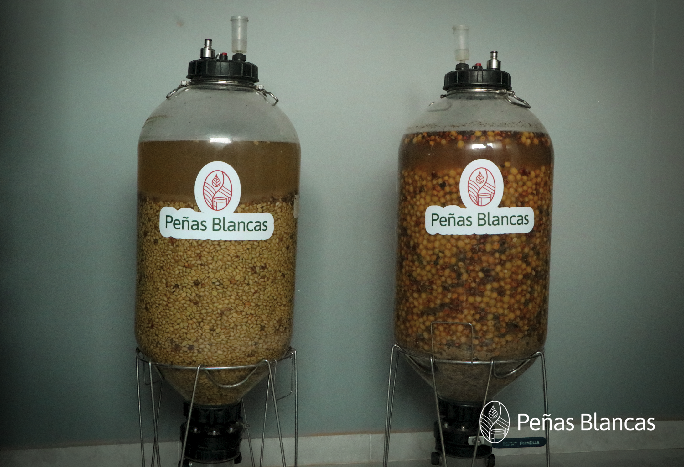 Colombia Penas Blancas Geisha Natural