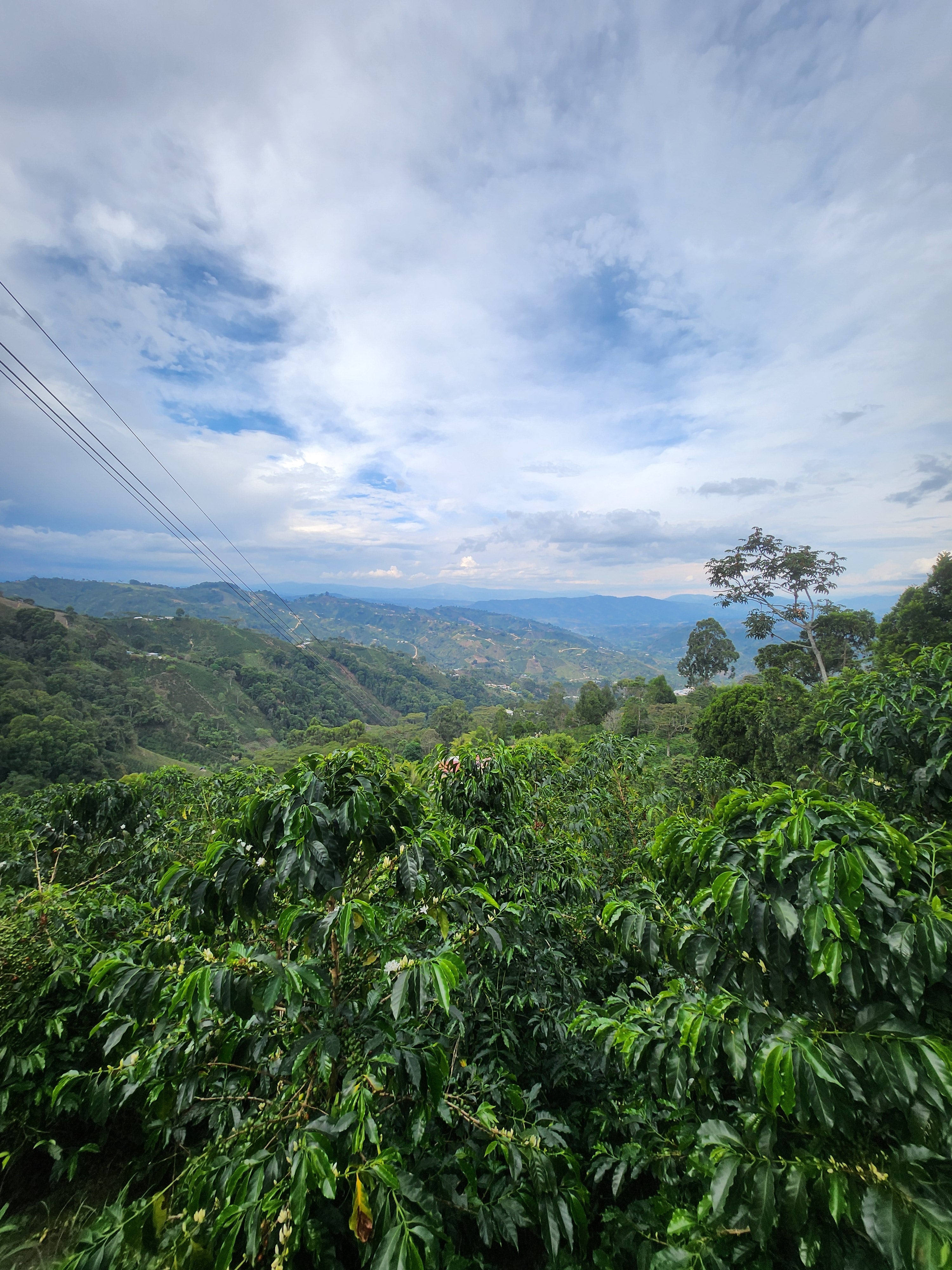 Colombia Tatan Gasca Controlled Fermentation Natural