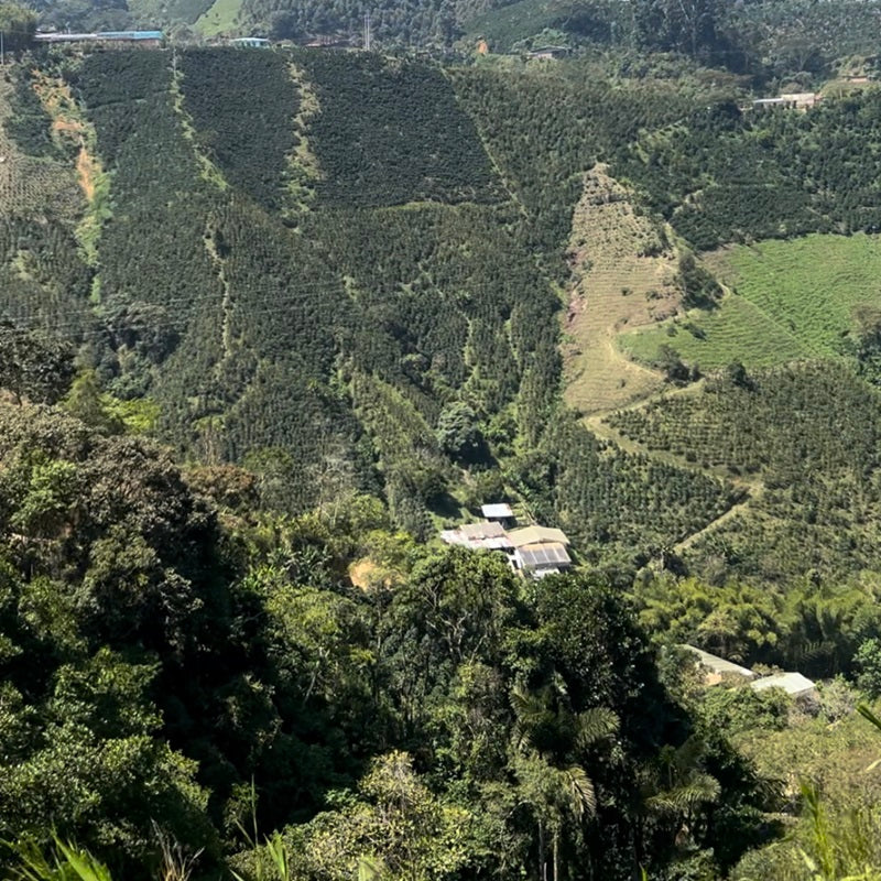 Colombia Finca Resinas Pink Borbon Creation