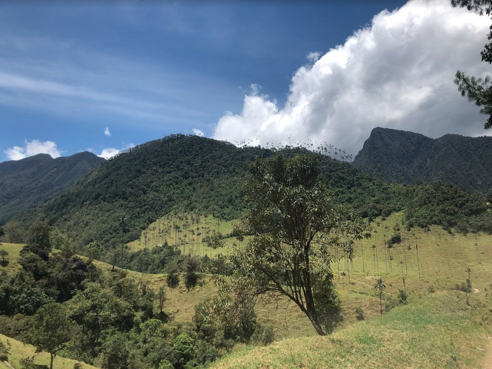 Colombia Campo Hermoso Black Honey CM Sidra