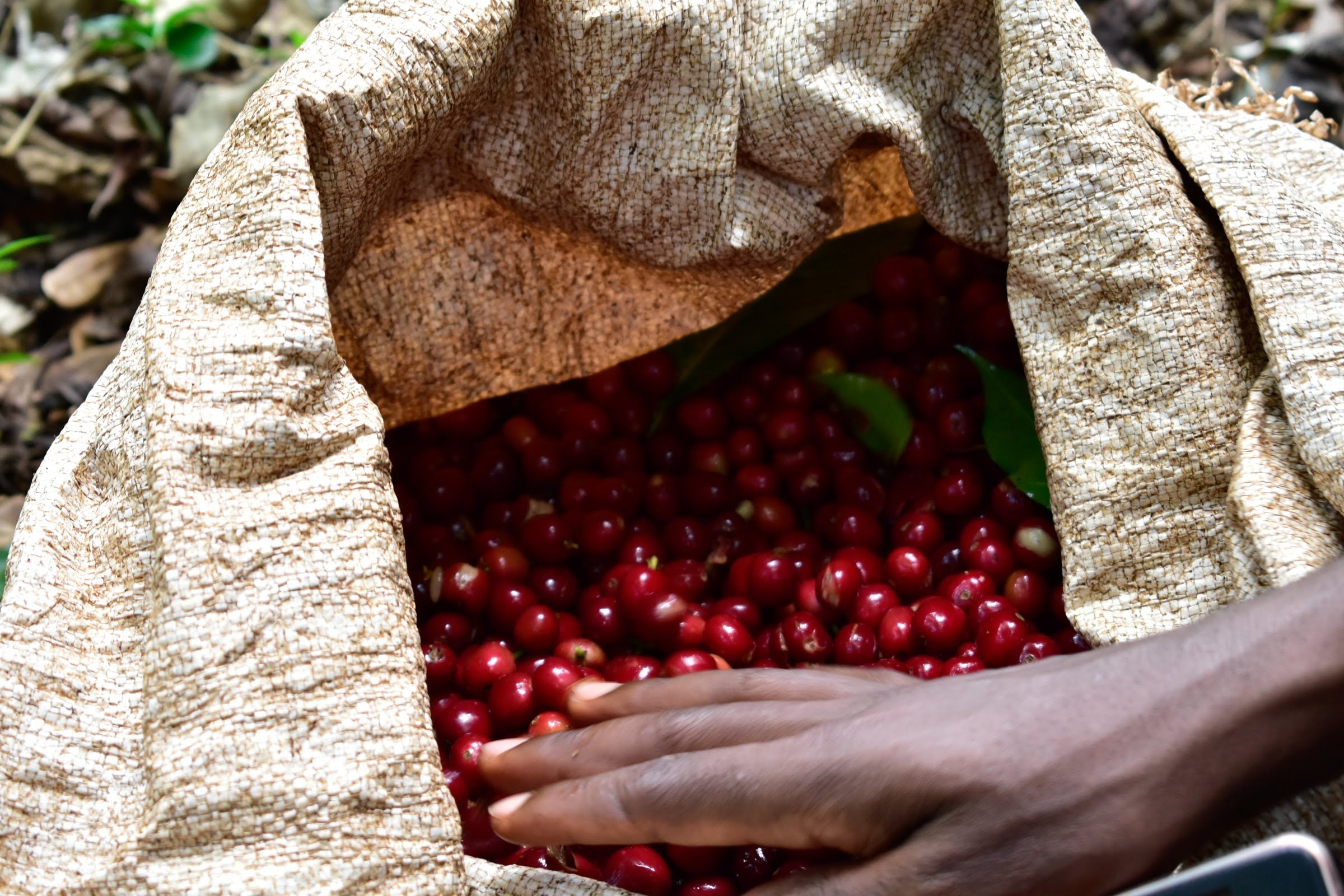 Ethiopia Banko Gotiti Washed