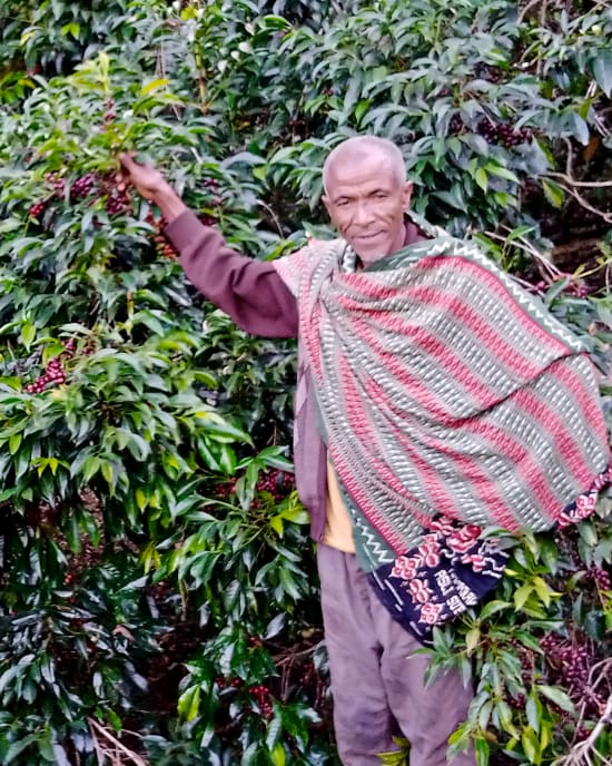 Ethiopia Ocholo Bedecho Washed