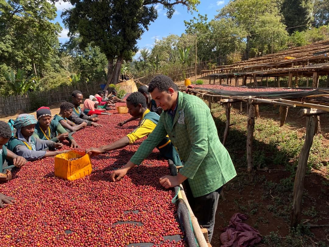 Ethiopia Yednekachew Seleshi Natural