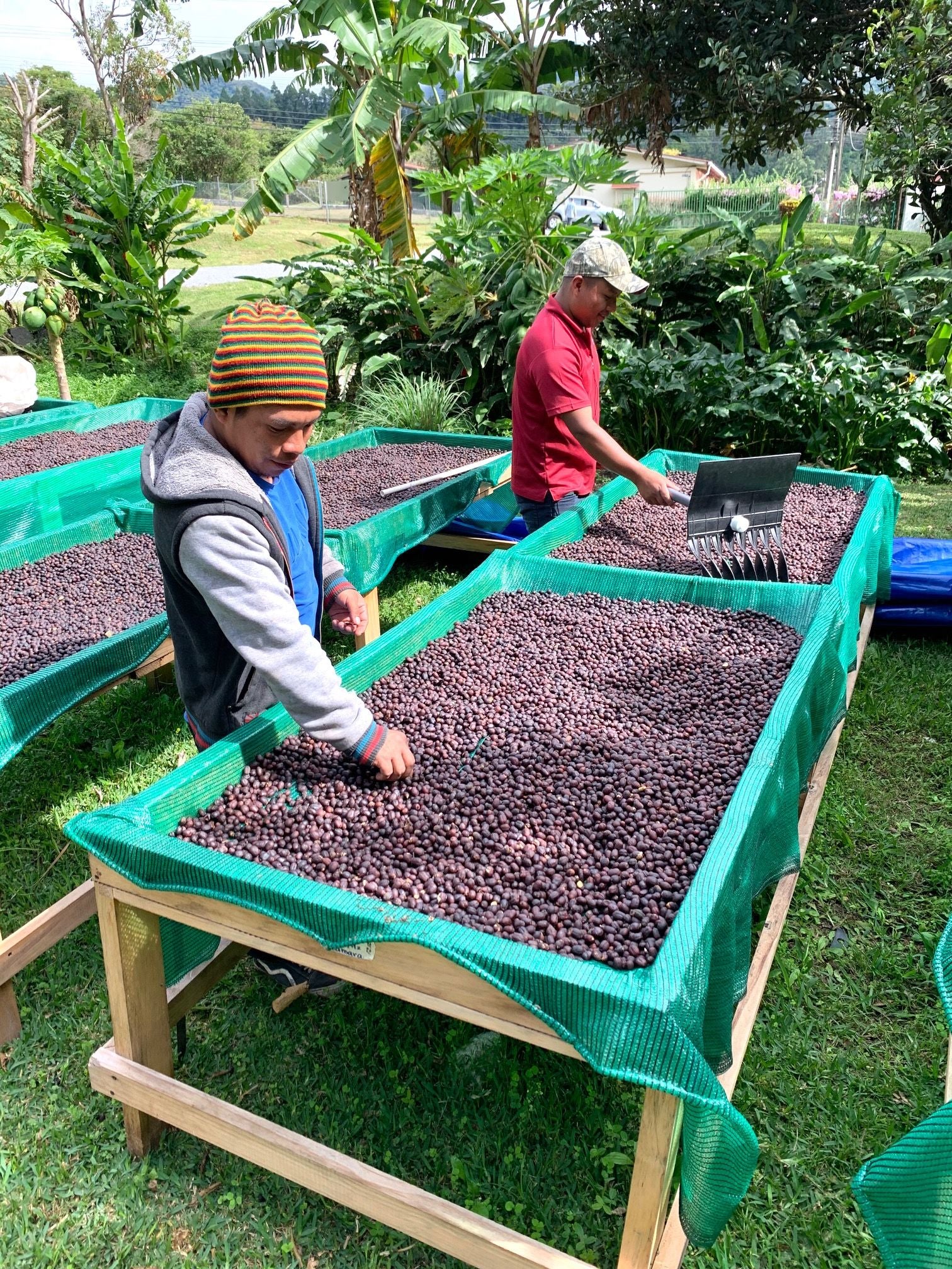 Panama Finca Irma Geisha Natural