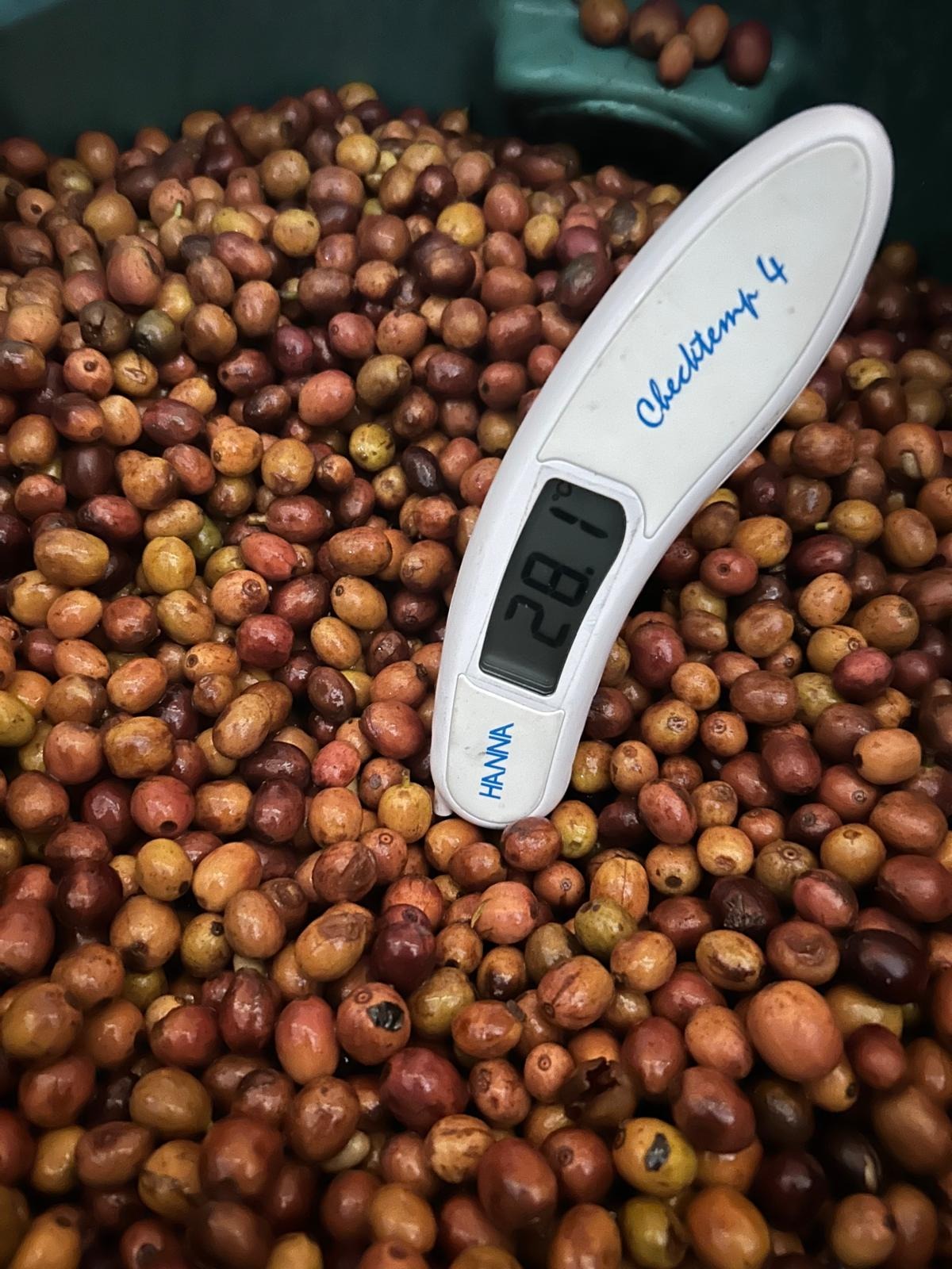 Uganda Mubuku Anaerobic Natural