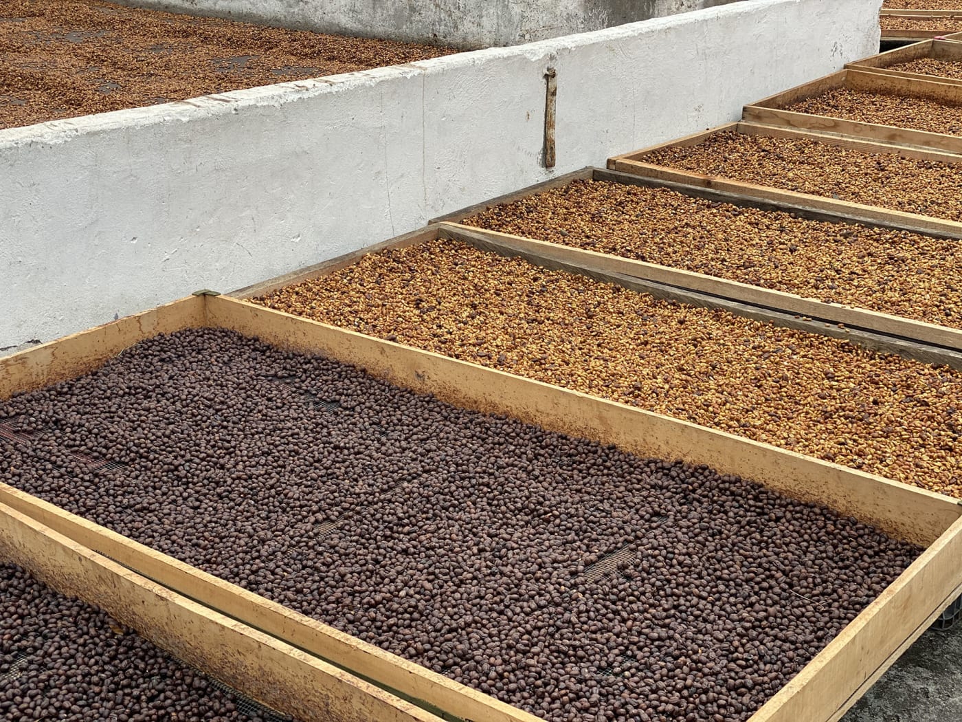 Colombia Campo Hermoso Red Honey CM Chiroso