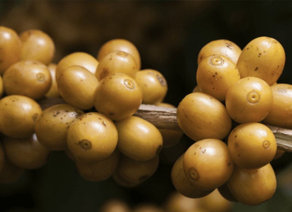 Brazil Rio Verde Lot#C14 Red Anaerobic Natural ESPRESSO packshot