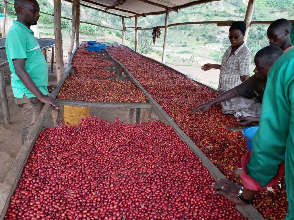 Burundi Gahahe Natural Filter packshot
