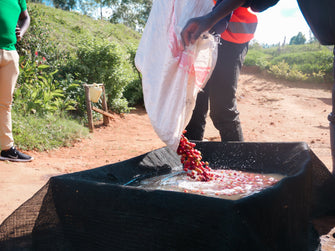 Burundi Nemba 48hr Oro Yeast ESPRESSO