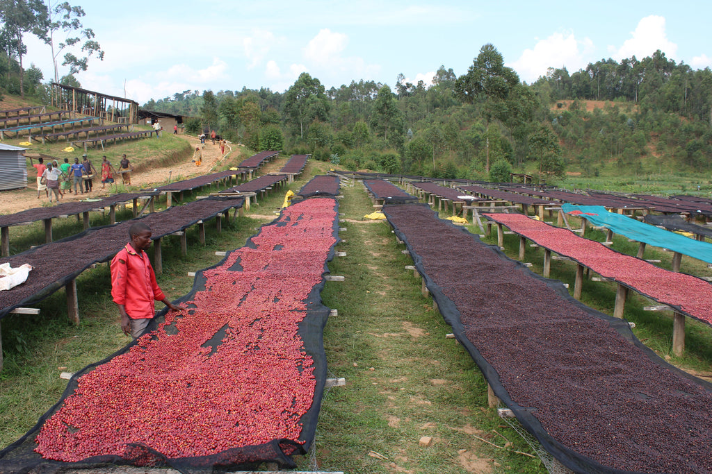 Burundi Nemba Cima Yeast Fermentation Filter packshot
