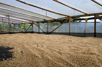 Colombia Decaf de Cana ESPRESSO