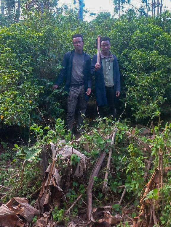 Ethiopia Bekele Gemeda Washed FILTER packshot