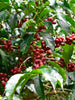 Ethiopia Halo Beriti Yirgacheffe Natural FILTER