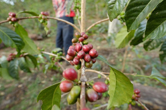 Ethiopia Tibebu Aleto Sidamo Natural ESPRESSO