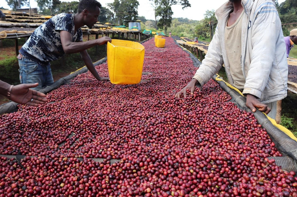 Ethiopia Yirgacheffe Danche Natural ESPRESSO– Passport Specialty Coffee ...