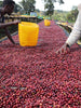 Ethiopia Yirgacheffe Danche Natural  FILTER