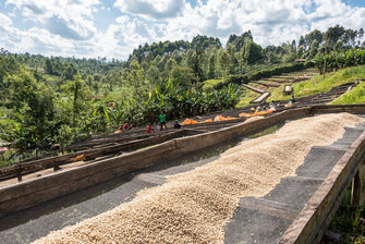 Kenya Rianjagi Embu AA Washed     Espresso