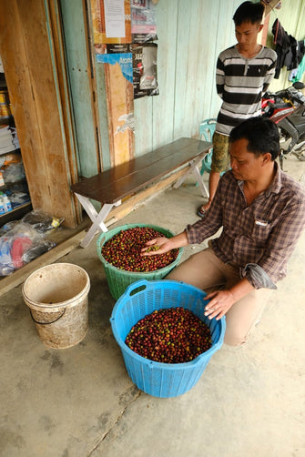 Indonesia Ribang Gayo Honey    Espresso