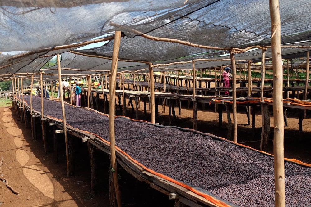 Ethiopia Dawit Dagiso Espresso