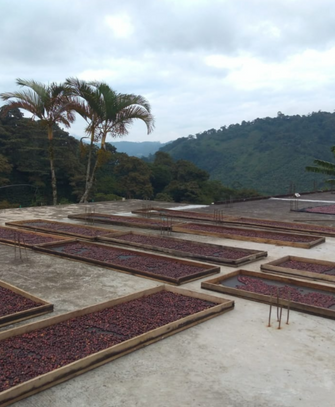 Colombia Finca Jardines Del Eden          Espresso