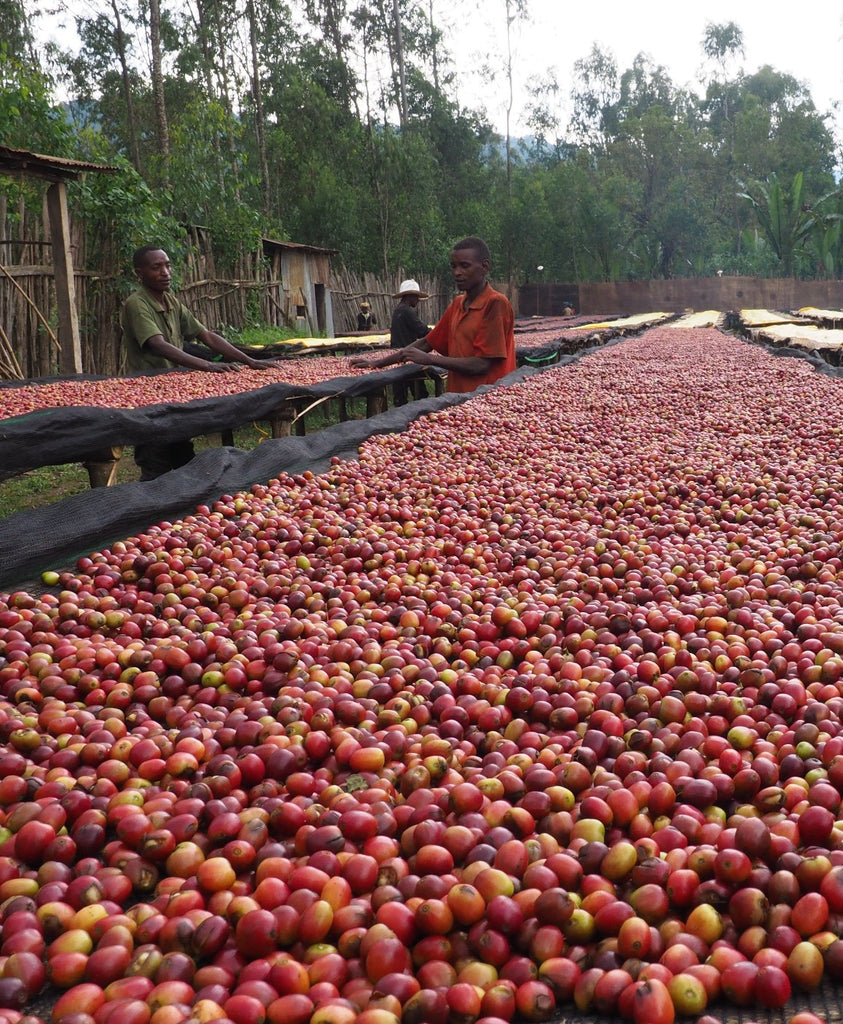 Ethiopia Ayele Begashaw Espresso