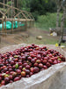 Timor Leste Lulirema Natural FILTER