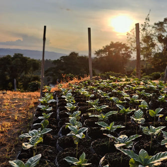 Colombia La Esperanza Natural      FILTER