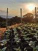 Colombia La Esperanza Natural      FILTER